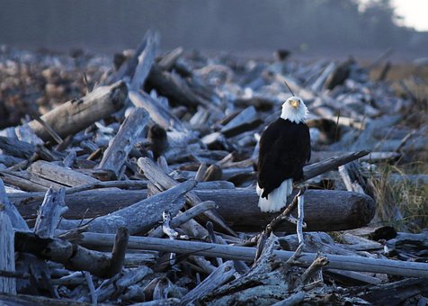 Águia, Natureza, Pássaro, Washington