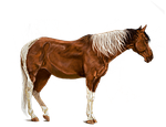 horse, brown, art