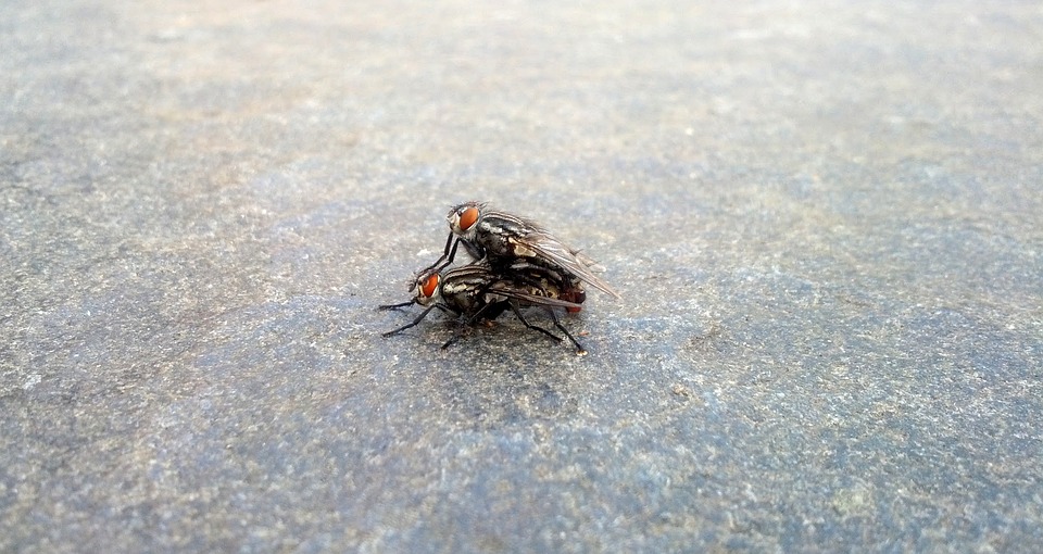 Fly Mate Insects Free photo on Pixabay