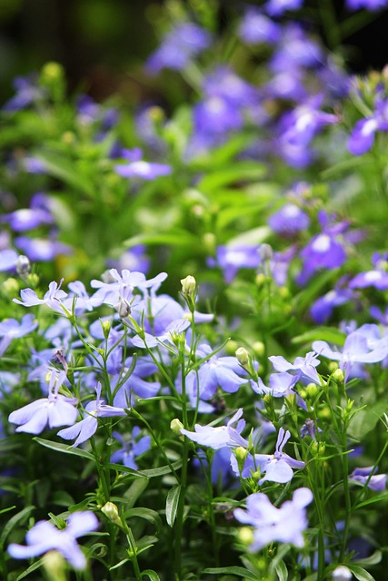 Free Taiwan Grass Little Flower photo and picture