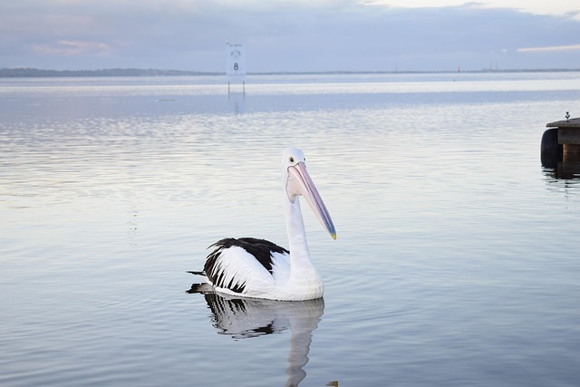 Free Pelican Wildlife photo and picture