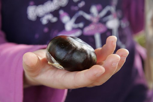 Free Chestnut Hand photo and picture