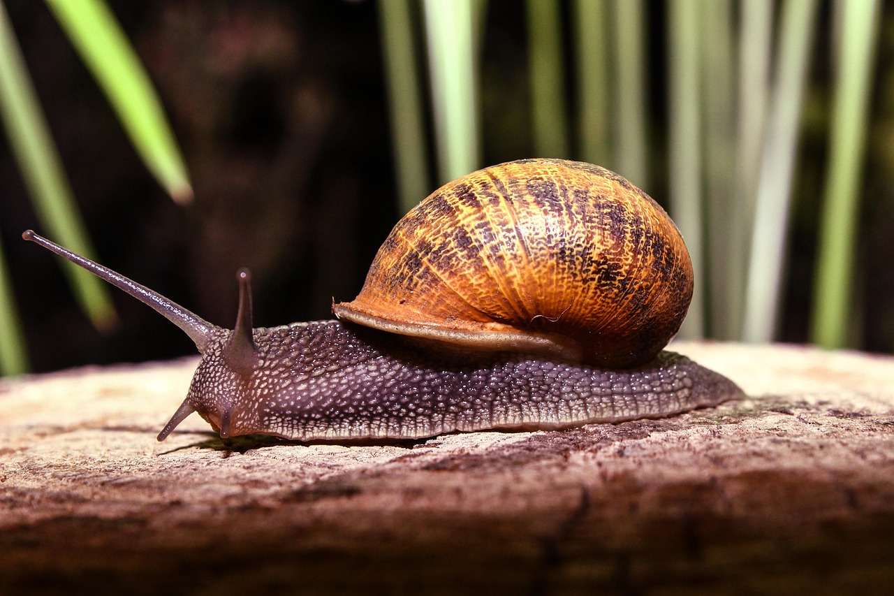 Snail moving gently over mossy ground