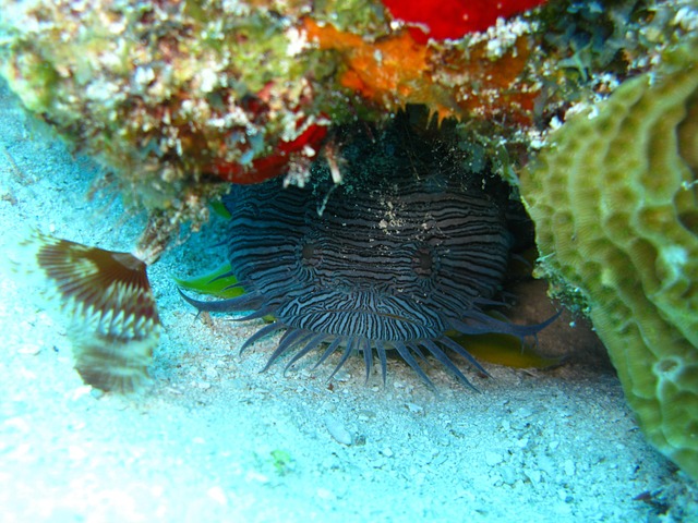 Free Fish Ocean photo and picture