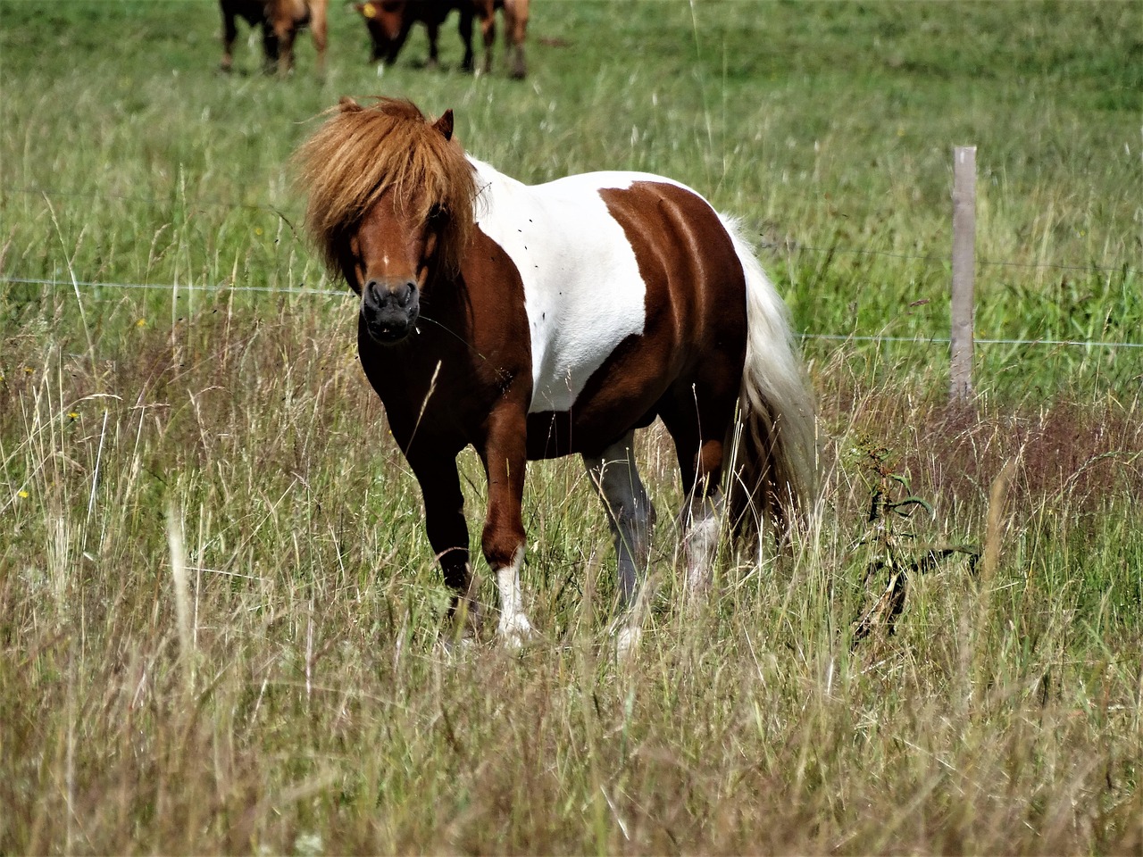 Horse Pony - Free photo on Pixabay - Pixabay