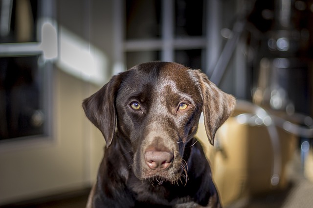 Free Petography Labrador photo and picture