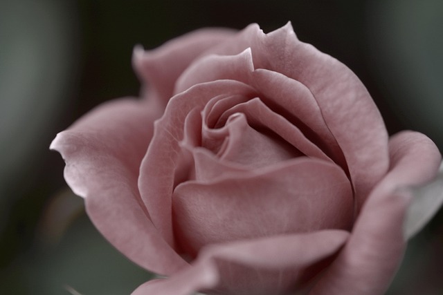 Free Rose Bloom photo and picture