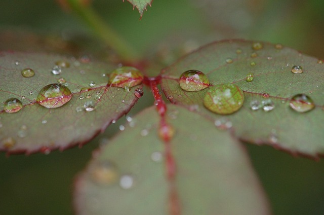 Free Rain Raindrops photo and picture