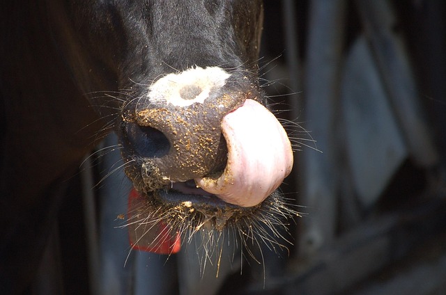 Free Cow Tongue photo and picture