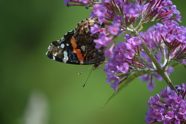 Free Butterfly Skipper photo and picture
