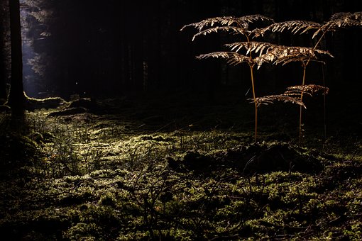 Free Glade Forest photo and picture