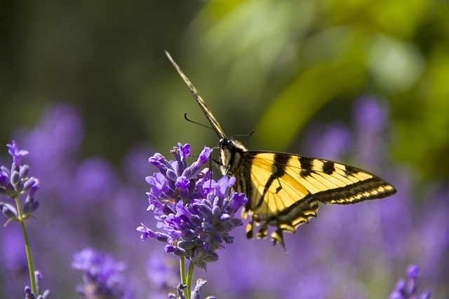 Free Monarch Butterfly Flowers photo and picture