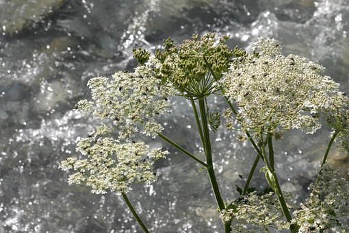 Free Water Flower photo and picture