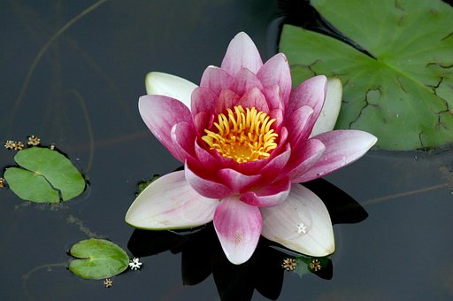 Free Water Lily Flower Background photo and picture