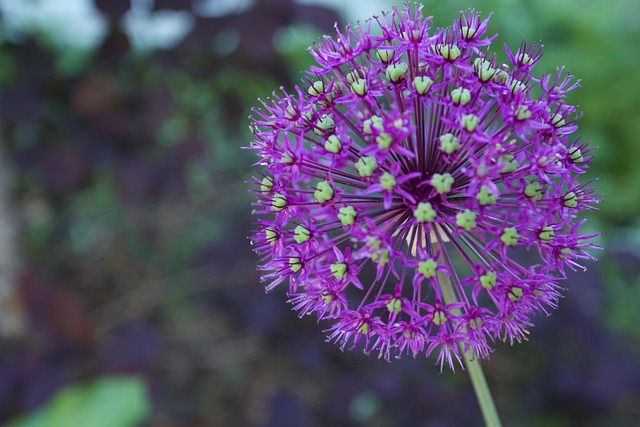 Free Purple Flower photo and picture