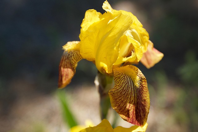 Free Iris Yellow photo and picture