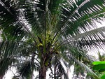 asia, laos, coconut