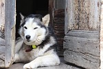 dog, husky, alps
