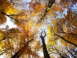 tree, crown, foliage