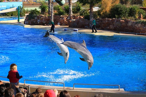 Free Zoo Animals photo and picture