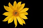 blossom, bloom, flower
