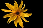 blossom, bloom, flower