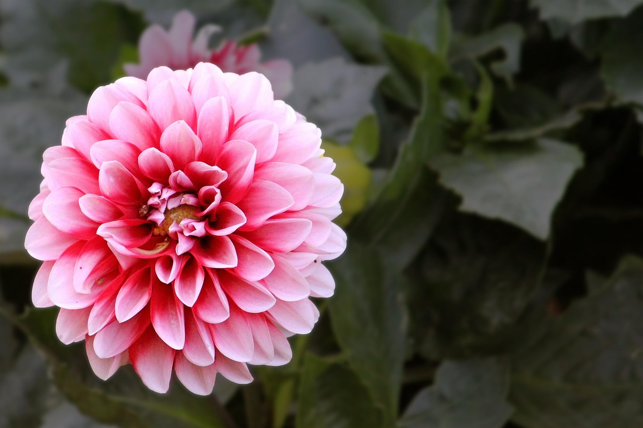 blossom-1931951_1280.jpg