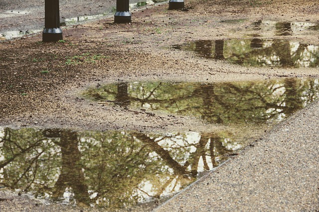 Free Trees Reflection photo and picture