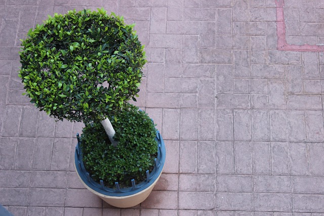 Free Tree Chopped photo and picture