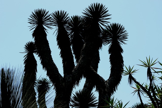 Free Plant Botanical photo and picture