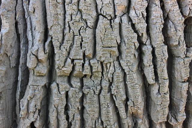 Free Tree Cortex photo and picture