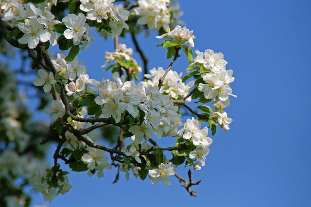 Free Blossom Bloom photo and picture