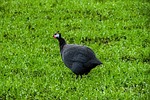 helmeted guineafowl, numida meleagris, guineafowl