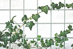 climber, garden, ivy