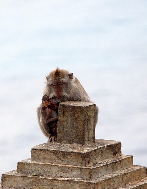 Free Monkeys Mother photo and picture