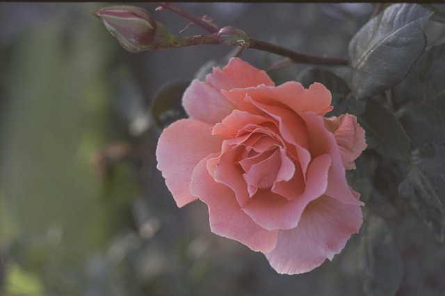 Rose, Rosa, Pflanze