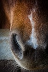 horse, pony, nose