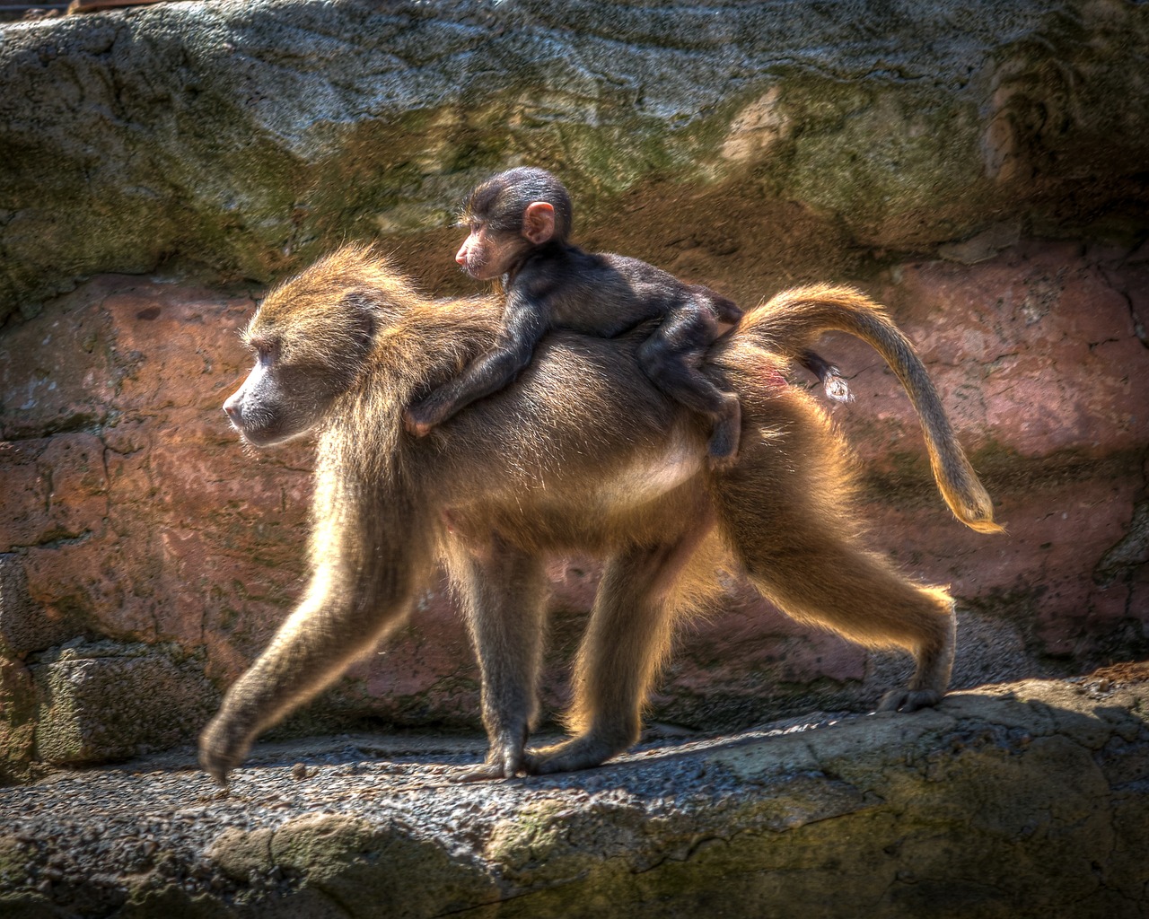 狒狒属于灵长类动物吗 zoo-1934254_1280.jpg