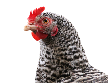Free Chicken Hen photo and picture