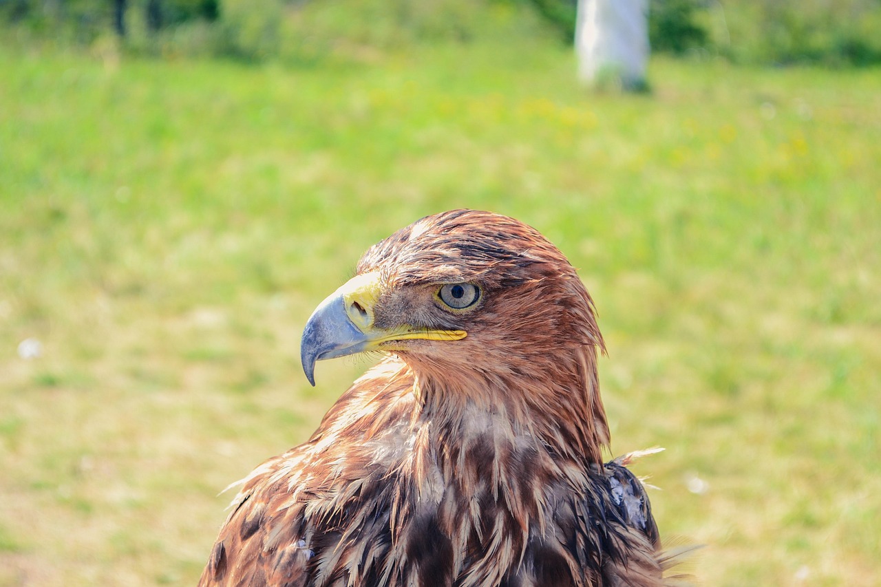 Curiosidades del águila real