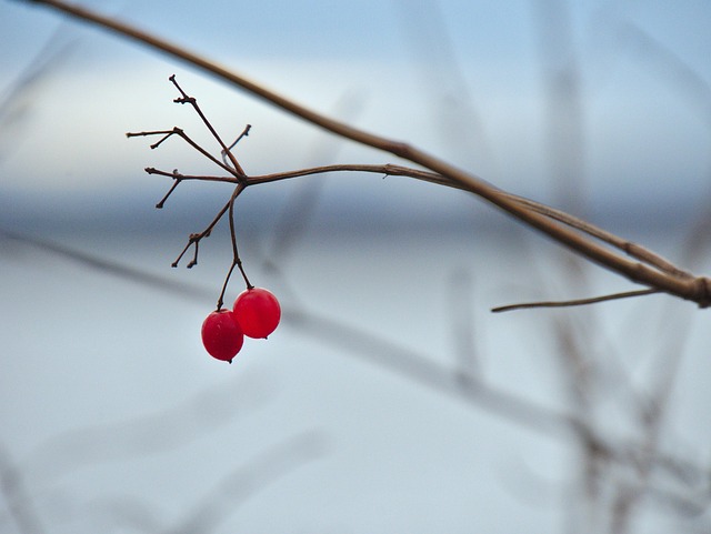 Free Berries Branch photo and picture