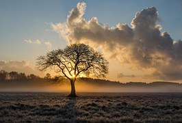 Lone Tree, Tree, Oak, Clouds