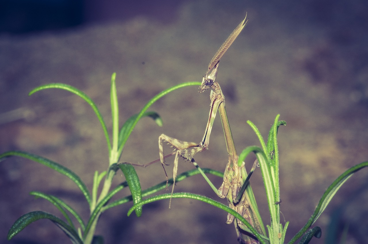 Worshipers Insect Macro - Free photo on Pixabay - Pixabay