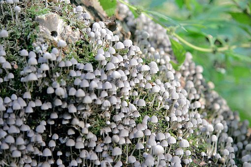Free Mushrooms Lots photo and picture