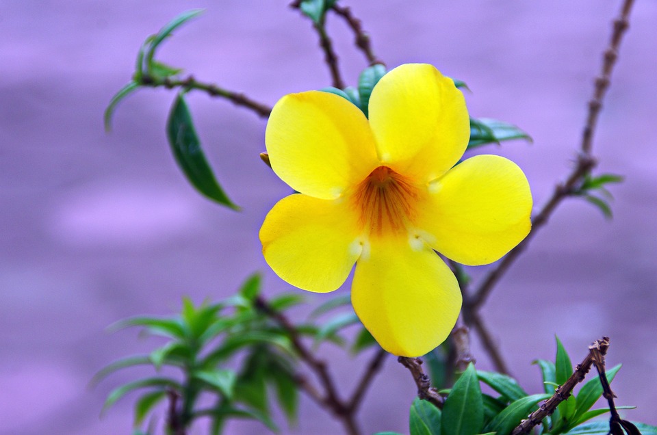 free photo flower, yellow, tropical flower free image on alt=