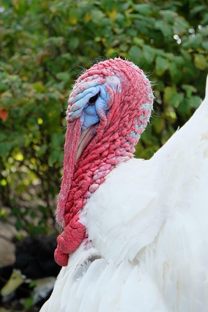 Free Turkey Bird photo and picture