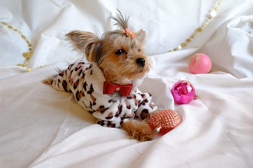 Free Dog New Year photo and picture