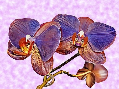 Orkidé, Natur, Blomst, Lilla, Plante