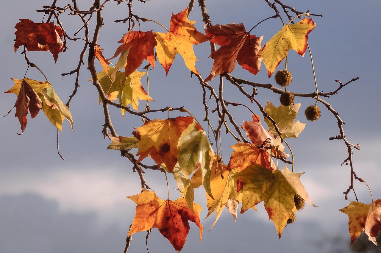 Autumn Leaves Fall - Free photo on Pixabay - Pixabay
