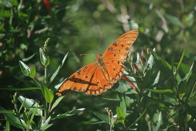 Free Butterfly Nature photo and picture